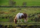 Iceland. Horse grazes in southern Iceland. Art Print